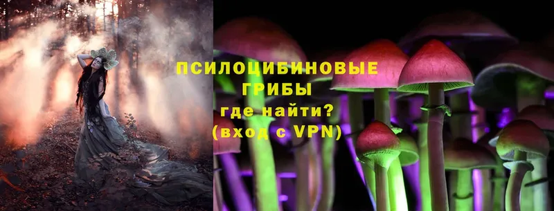 где найти   Балей  Галлюциногенные грибы Psilocybine cubensis 